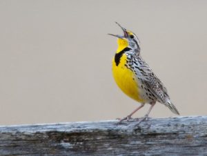 Gaia's voice through the western meadowlark