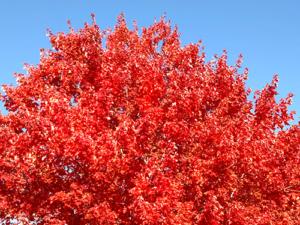 colors of autumn