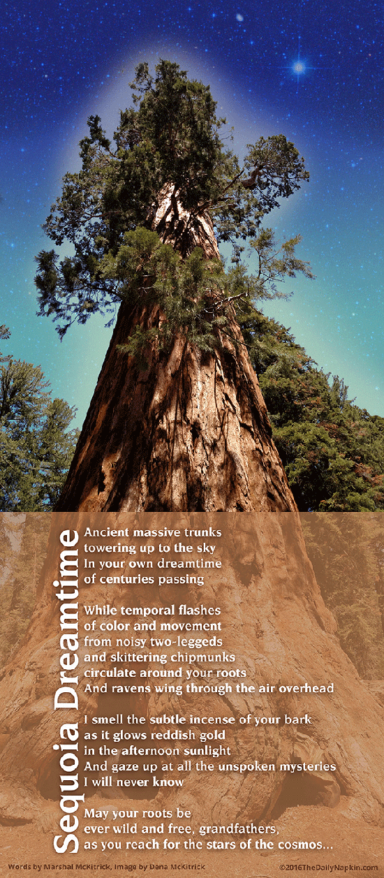 Sequoia Dreamtime - Ancient massive trunks towering up to the sky in you own dreamtime of centuries passing...