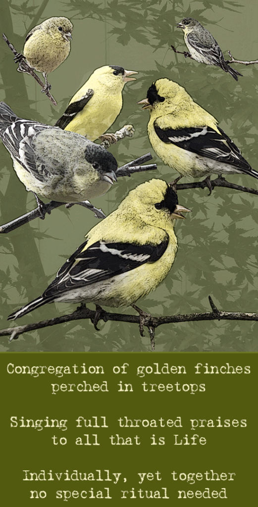 One and Many - Congregation of Finches